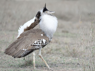 Tanzania Birdwatching Tour
