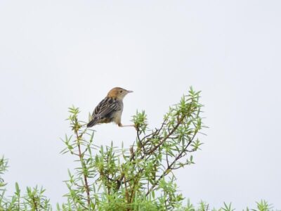 Central Kenya Endemics Birding Tour