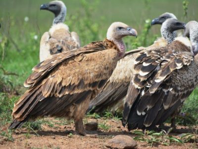 Tour dates: Daily Departures Available Group Size: Varying Group Sizes Tour Status: Spaces Available Tour Price: From 175 US Dollars per group Booking Deposit: Kindly inquire