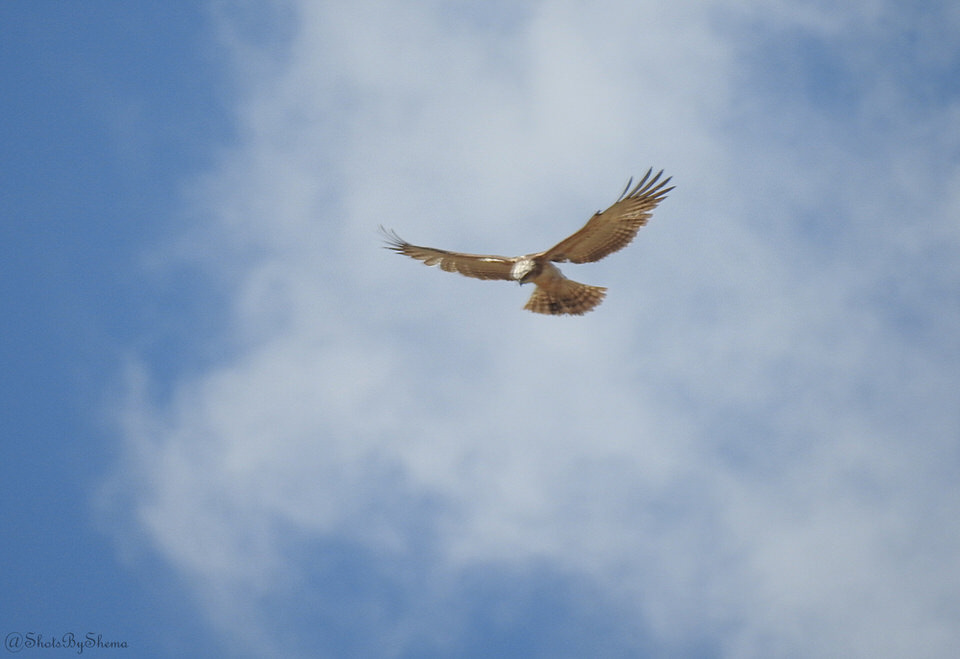 https://www.nairobibirdingtours.com/