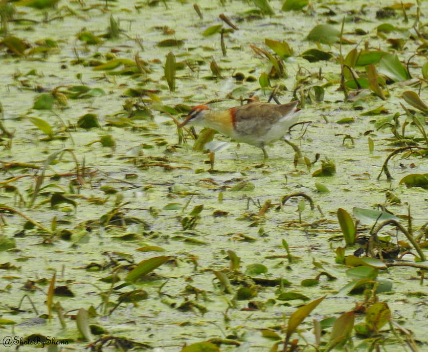 https://www.nairobibirdingtours.com/