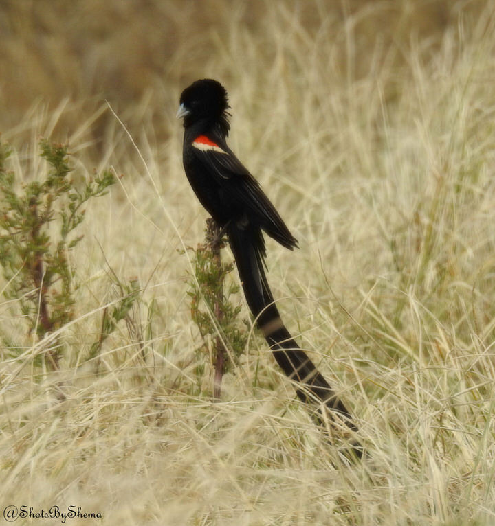 https://www.nairobibirdingtours.com/