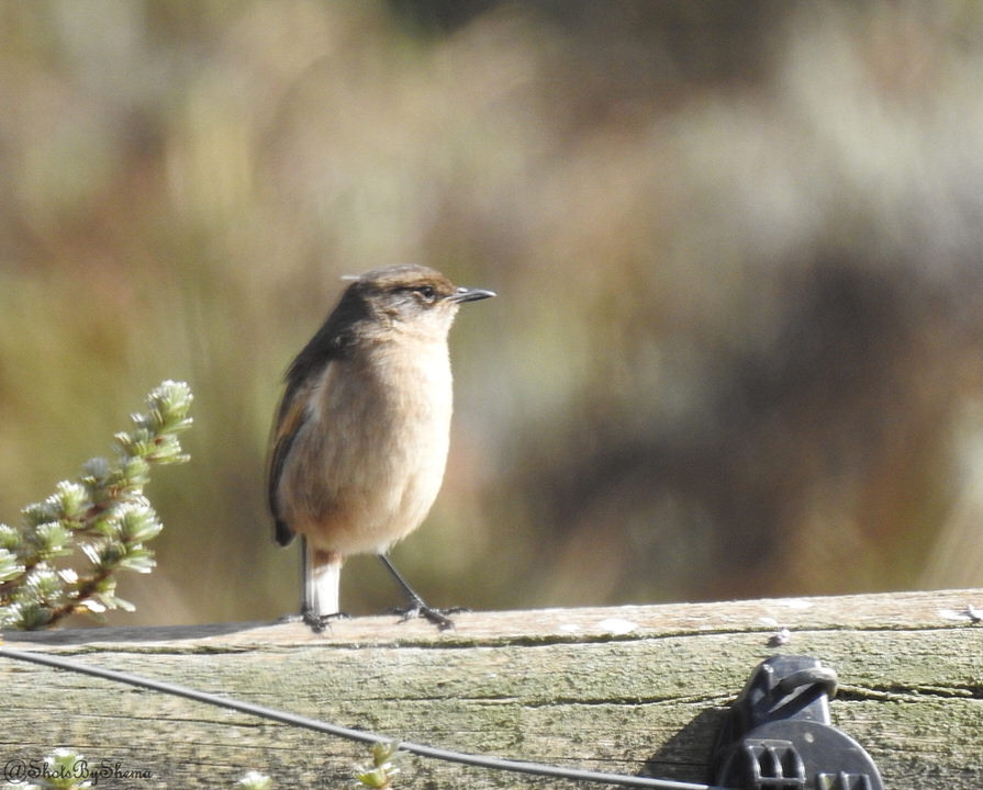 https://www.nairobibirdingtours.com/