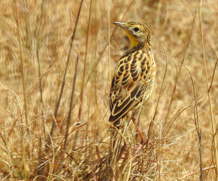 https://www.nairobibirdingtours.com/