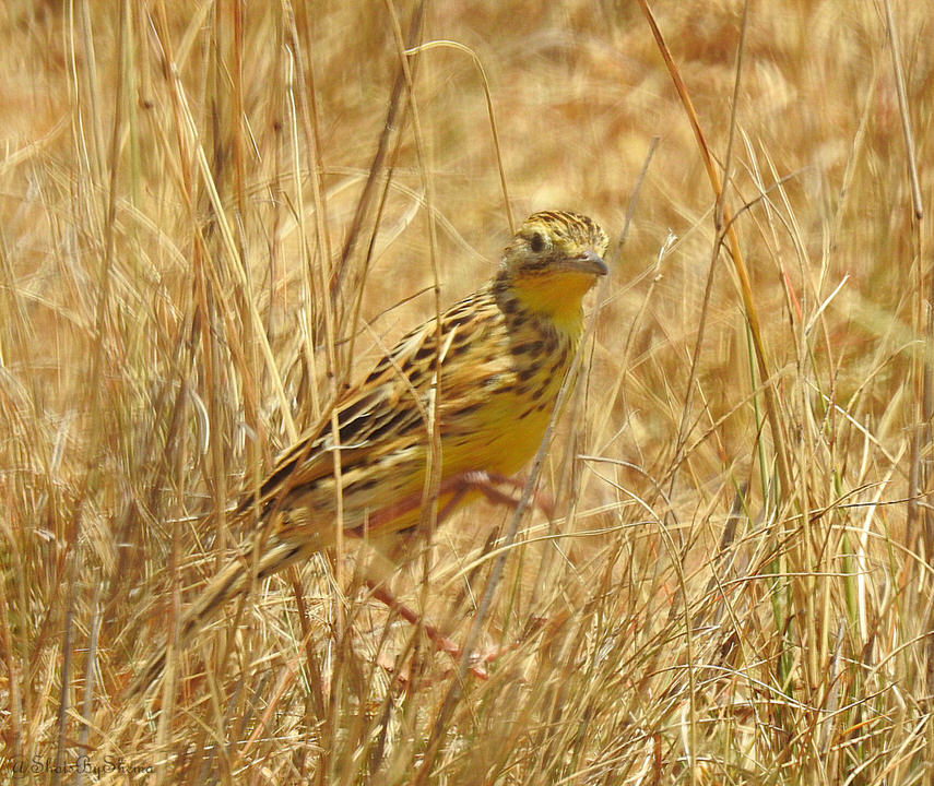 https://www.nairobibirdingtours.com/