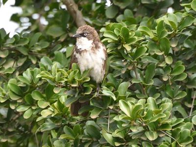 Central Kenya Endemics Birding Tour