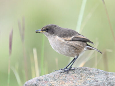 Central Kenya Endemics Birding Tour