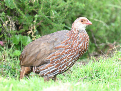 Central Kenya Endemics Birding Tour