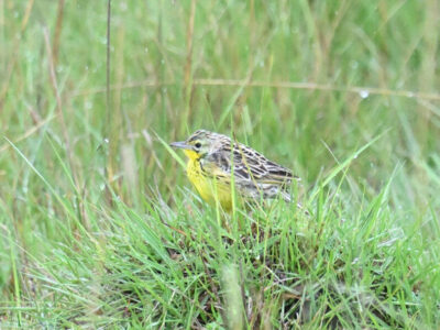 Central Kenya Endemics Birding Tour