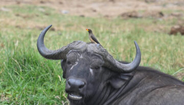 Uganda Birding, Gorillas, Chimpanzees and Big Game Custom Safari Tour