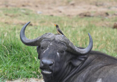 Uganda Birding, Gorillas, Chimpanzees and Big Game Custom Safari Tour