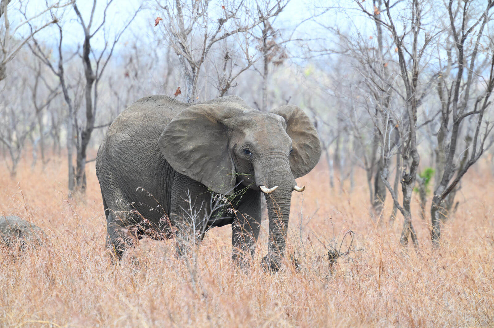 DSC_1368 Tanzania Birdwatching Tour