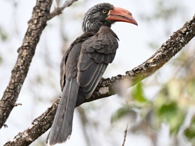 Gatamaiyu Forest Birding Day Tour