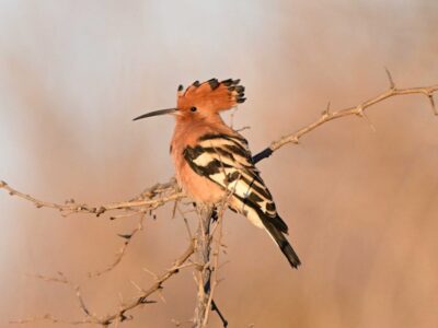 Lake Naivasha Birding Tour Lake Naivasha Birding Tour