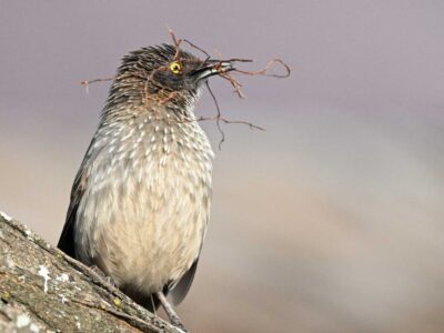 Lake Nakuru Birding Safari Lake Nakuru Birding Safari