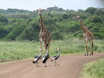AMAZING WILDLIFE AMAZING WILDLIFE