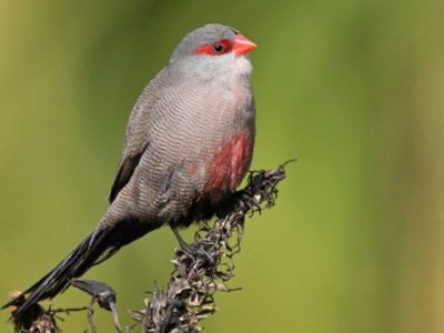 Karura Forest Birding Day Tour