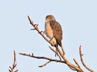 Karura Forest Birding Day Tour