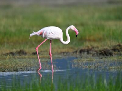 BEAUTIFUL BIRDS BEAUTIFUL BIRDS