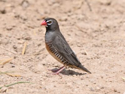 Nairobi National Park Birding Tour Nairobi National Park Birding Tour
