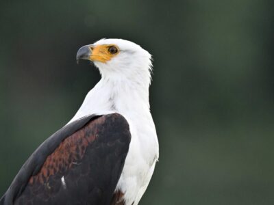 Nairobi National Park Birding Day Tour