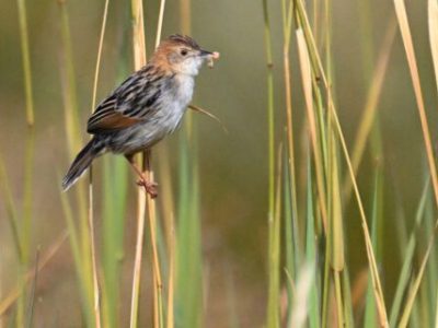 Aberdare National Park And Kinangop Plateau Grasslands Birding Day Tour