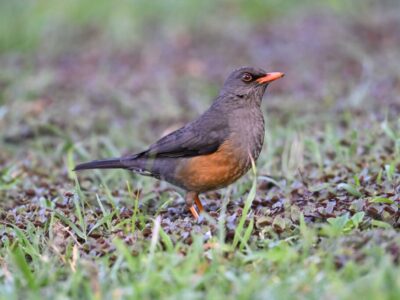 Karura Forest Birding Tour Karura Forest Birding Tour