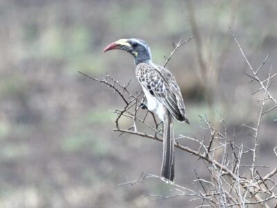 Birding Tour Guides in Nairobi