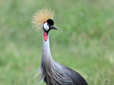 Gatamaiyu Forest Birding Day Tour