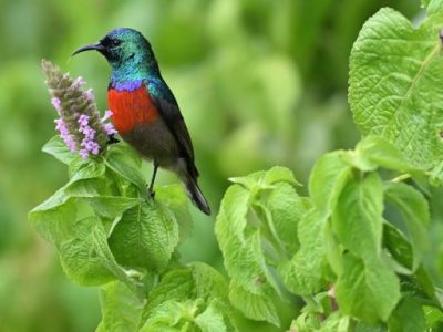 Ol Donyo Sabuk National Park Birding Day Tour