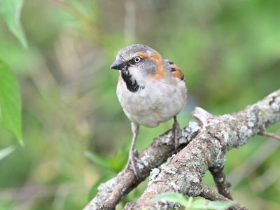 Karura Forest Birding Day Tour Karura Forest Birding Day Tour