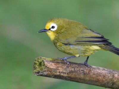 Mt. Kenya Forest Birding Day Tour