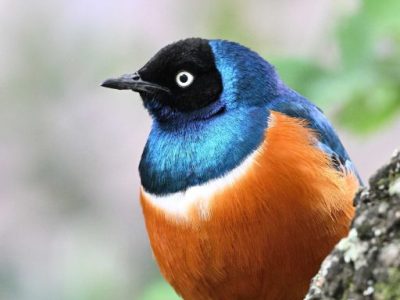 Lake Nakuru National Park Birding Day Tour