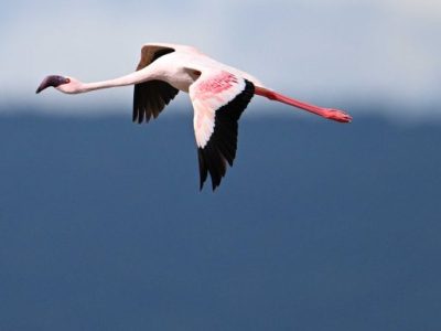 Lake Elmenteita Birding Day Tour